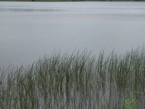 Трагічне купання на Стрию — під час відпочинку втопився місцевий мешканець