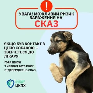 Туристи привезли зі схилів Пікуя на Львівщину собаку, заражену сказом