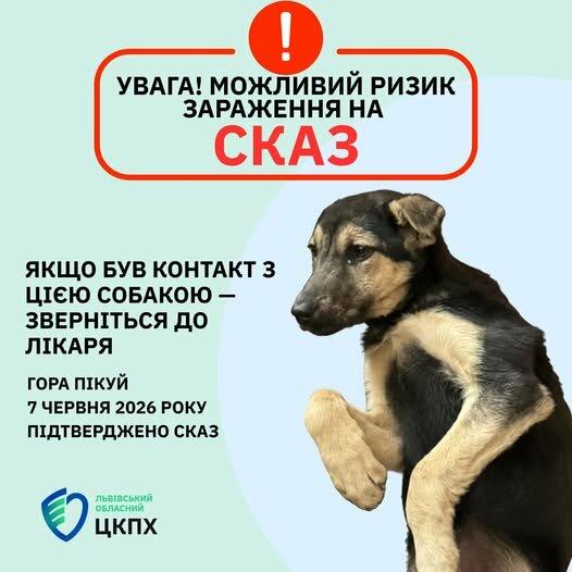 Туристи привезли зі схилів Пікуя на Львівщину собаку, заражену сказом