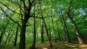 Поблизу Львова утворять природоохоронний заказник «Хомичеві пагорби»