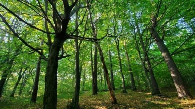 Поблизу Львова утворять природоохоронний заказник «Хомичеві пагорби»