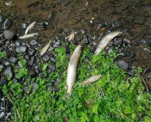 Запроваджено заборону на використання води й риби