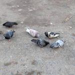 Вихідні обіцяють +23°C — час для прогулянок та відпочинку