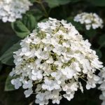 У четвер — ясна погода і до +30°C