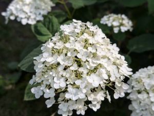 У четвер — ясна погода і до +30°C
