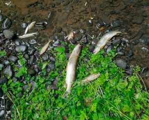 На водоймах Львівщини масово загинула риба