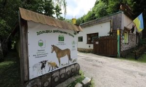 Цими вихідними Львів приймає благодійний фестиваль задля порятунку тварин