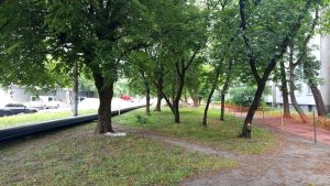 У Львові для трамвайного проєкту Садового планують зрізати 50 дерев