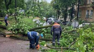 Повалене дерево у Львові перекроїло рух трьох тролейбусних маршрутів