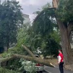 У Львові повалене дерево пошкодило автомобіль — момент зафіксували на відео