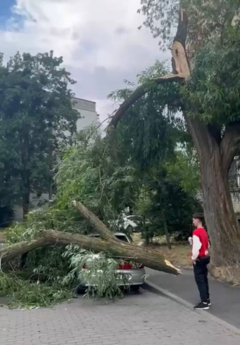 У Львові повалене дерево пошкодило автомобіль — момент зафіксували на відео