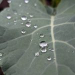 Вівторок принесе короткочасні дощі та прогріє повітря до +21°C