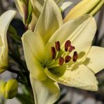 Погода на четвер: сонячно, температура сягне +27°C