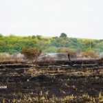 На Львівщині за минулу добу сталося майже 40 пожеж сухої трави та рослинності