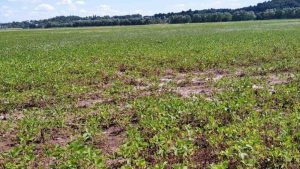 Львів повернув майже 28 гектарів землі після судового розірвання орендного договору