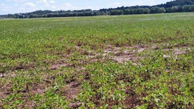 Львів повернув майже 28 гектарів землі після судового розірвання орендного договору