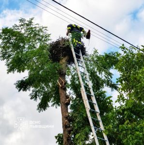 На Яворівщині рятувальники прийшли на допомогу лелечій родині, яка опинилася в біді на висоті