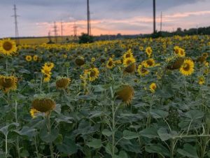 Прогноз погоди на вівторок: місцями грозова активність, до +30°C