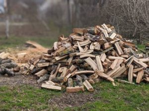 Стрийська міськрада отримала штраф у три мільйони гривень через незаконне вирубування лісових насаджень у межах громади