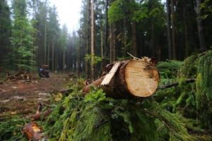 На Львівщині компанія відшкодувала громаді понад 1 млн грн за незаконне знищення 134 дерев