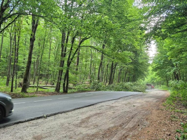 На Львівщині відшкодували майже 3 млн грн шкоди за незаконну рубку 311 дерев