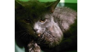 У кота, виявленого у Львові, діагностували сказ (ВІДЕО)
