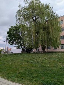 Сонячні вихідні: тепло та без опадів — до +25°C