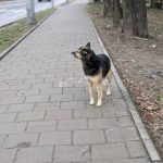 На Львівщині зафіксували близько 50 нових випадків сказу серед тварин