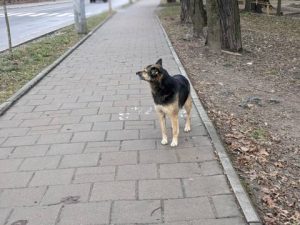 На Львівщині зафіксували близько 50 нових випадків сказу серед тварин