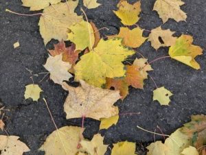 Прогноз погоди на вихідні: від +18 до +20°C