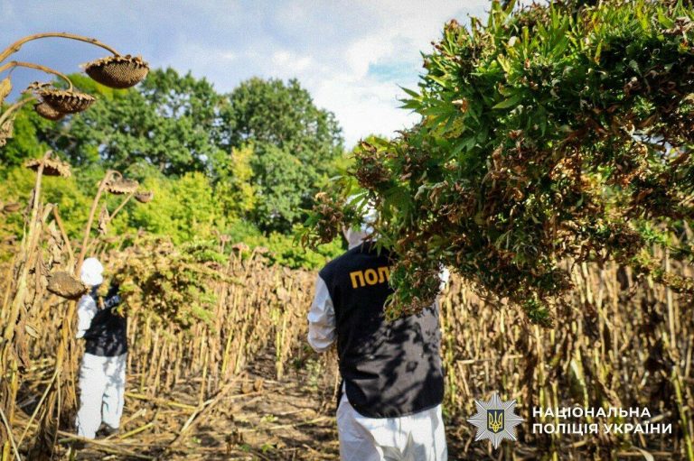 Спецоперація «Джентльмени»: поліція вилучила більше тонни канабісу та майже 57 тисяч рослин