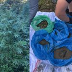 Поблизу храму на Львівщині виявили плантацію конопель