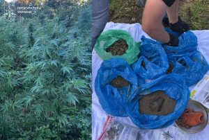 Поблизу храму на Львівщині виявили плантацію конопель