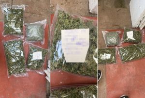 На Львівщині виявили масштабну плантацію коноплі вартістю мільйони гривень