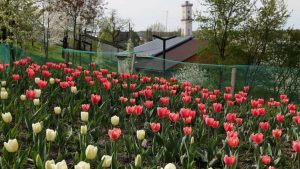 До Львова прибуде додаткова партія з 200 тисяч тюльпанів із Нідерландів