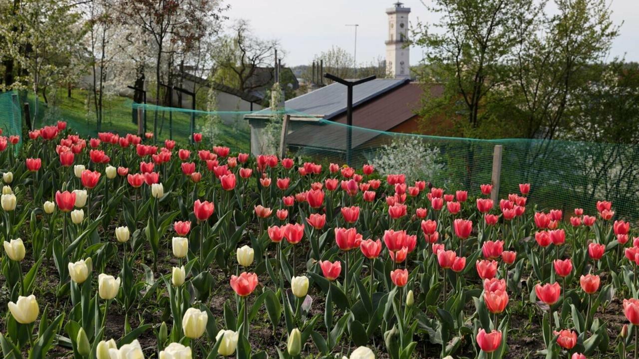 До Львова прибуде додаткова партія з 200 тисяч тюльпанів із Нідерландів
