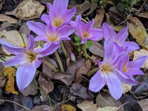 Оновлені курси валют у Львові станом на 21 жовтня