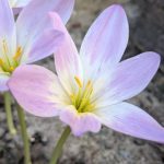 Прогноз на вихідні: сухо та тепло, до +17°C