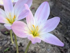 Прогноз на вихідні: сухо та тепло, до +17°C