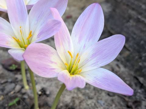 Прогноз на вихідні: сухо та тепло, до +17°C