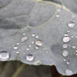 Прогноз погоди на четвер: дощова з температурою +13°C