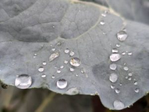 Прогноз погоди на п’ятницю: очікується дощ при +16°C