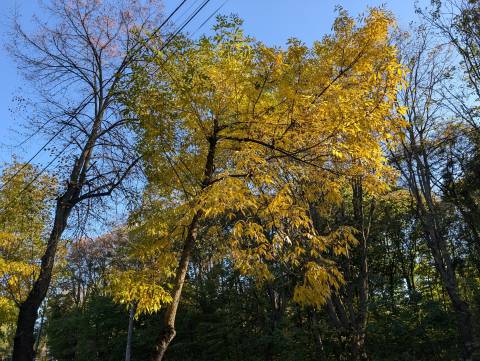 Прогноз погоди на середу: часткові хмари, +24°C