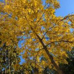 Прогноз погоди на п’ятницю: ясно та тепло, +15°C