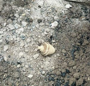 У Львівській області піротехніки знешкодили два вибухонебезпечні предмети часів Другої світової війни