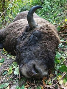 У Львівській області вантажівка MAN збила п’ятирічного зубра вагою 700 кг